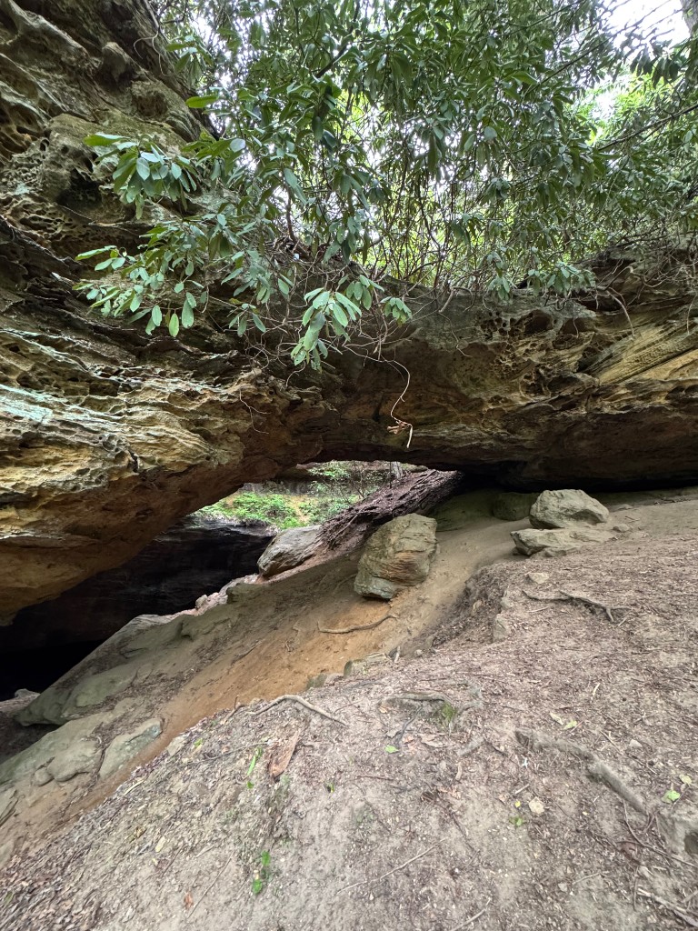 Sandstone and rhododendron.